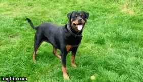 fc9441906ad35e033aae936ef99044bf.gif